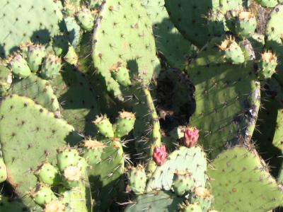 Coast Prickly Pear Opuntia littoralis