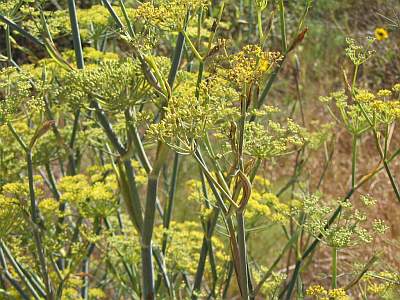 Fennel  Foeniculum vulgare