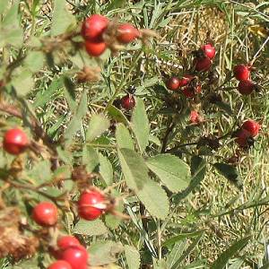 Toyon, Heteromeles arbutifolia,