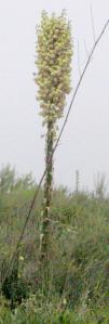 Chaparral Yucca Yucca whipplei