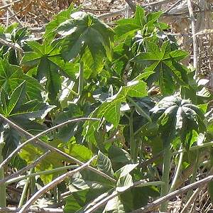 Castor Bean     Ricinus communis