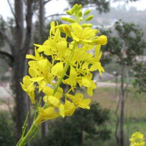 Black Mustard  Brassica Negra