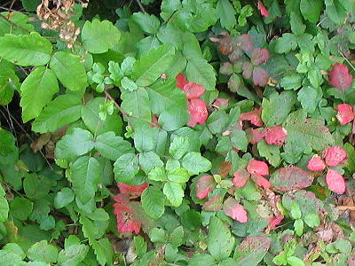 Poison Oak  Toxicodendron diversilobum