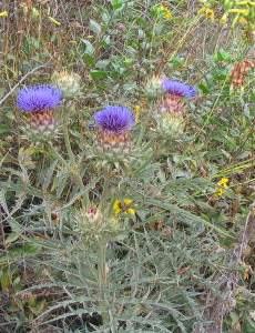 Artichoke Thistle  Cynara cardunculus